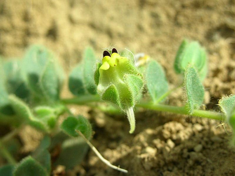 Kickxia commutata / Cencio perennante